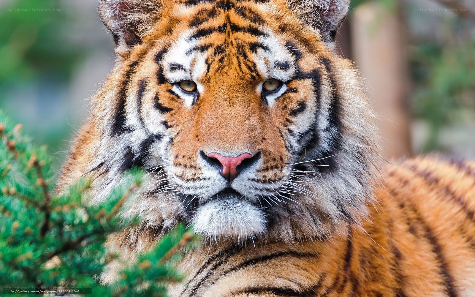 tiger in forest close-up