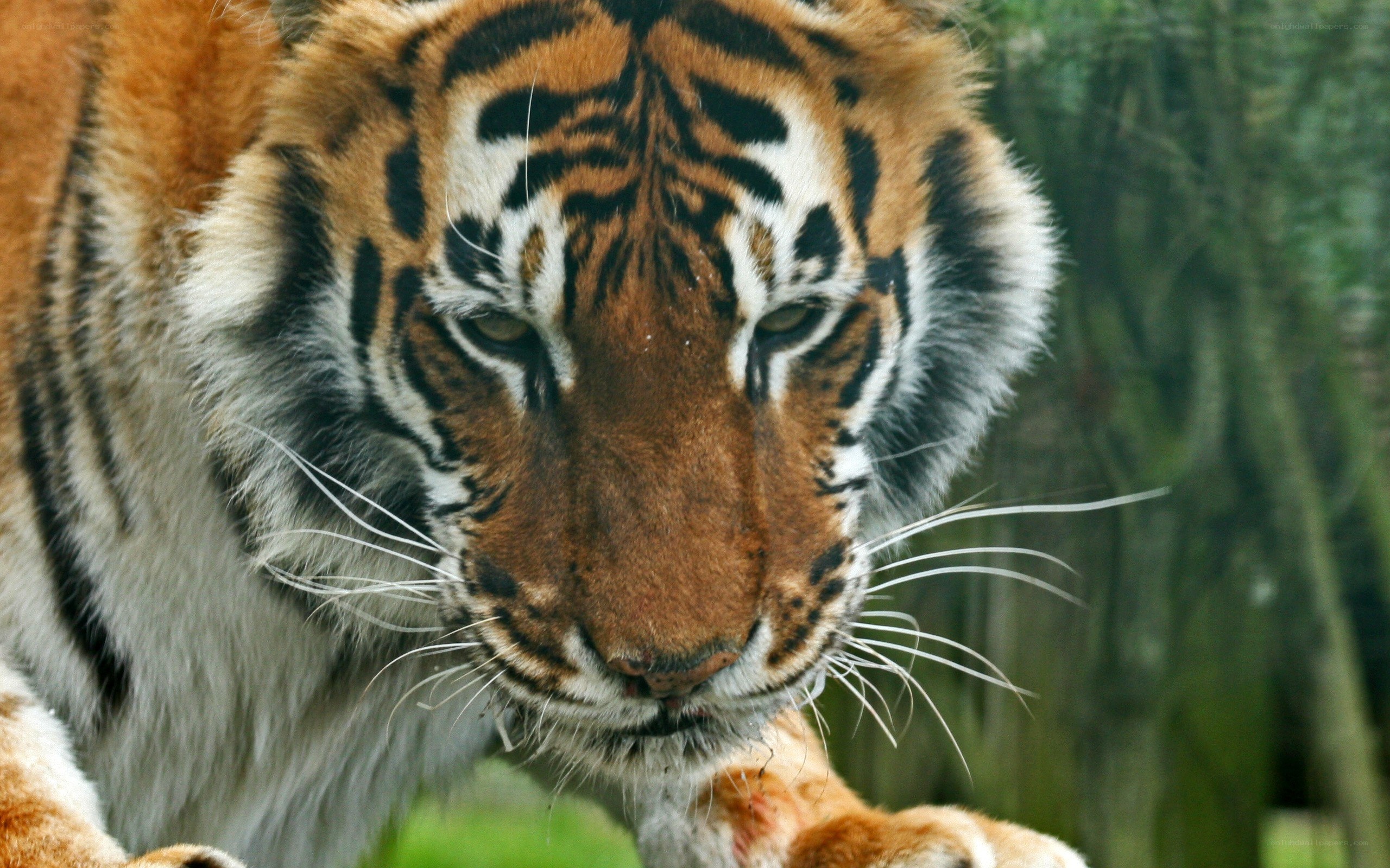 tiger in forest close-up