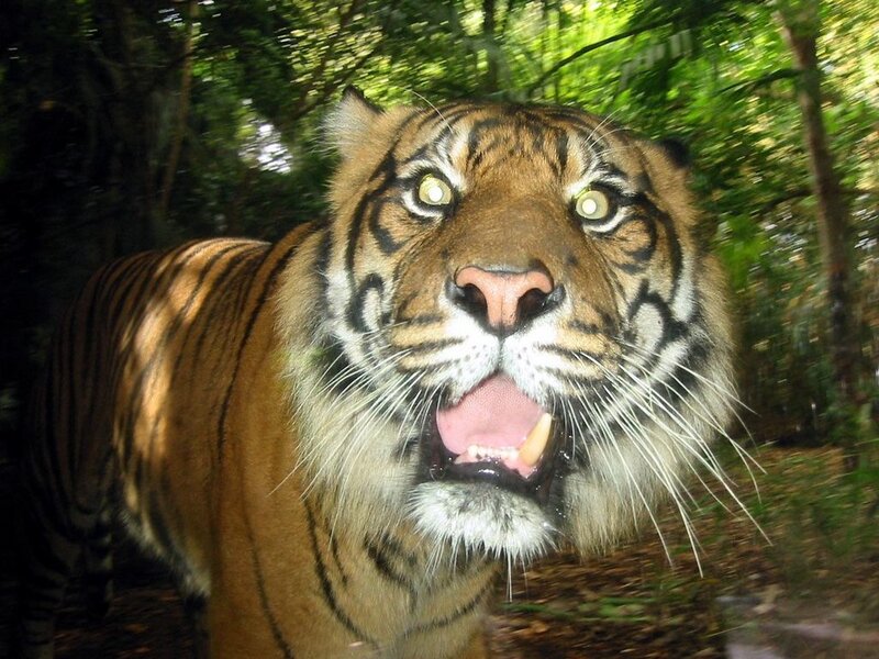 tiger in forest close-up