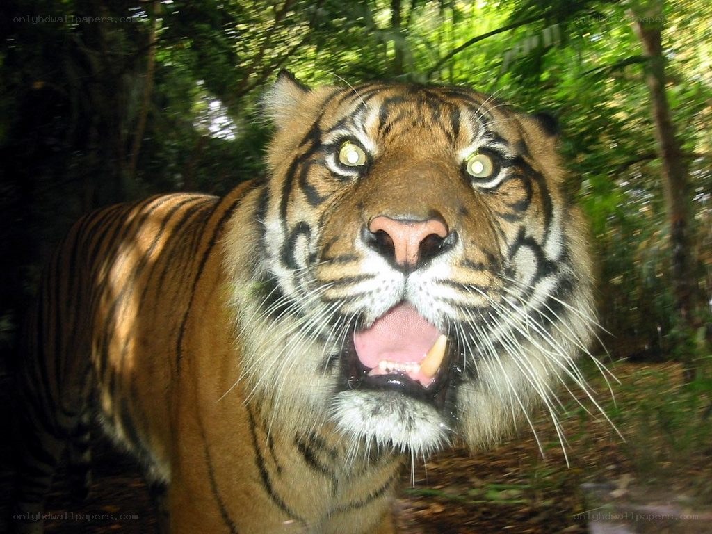 tiger in forest close-up