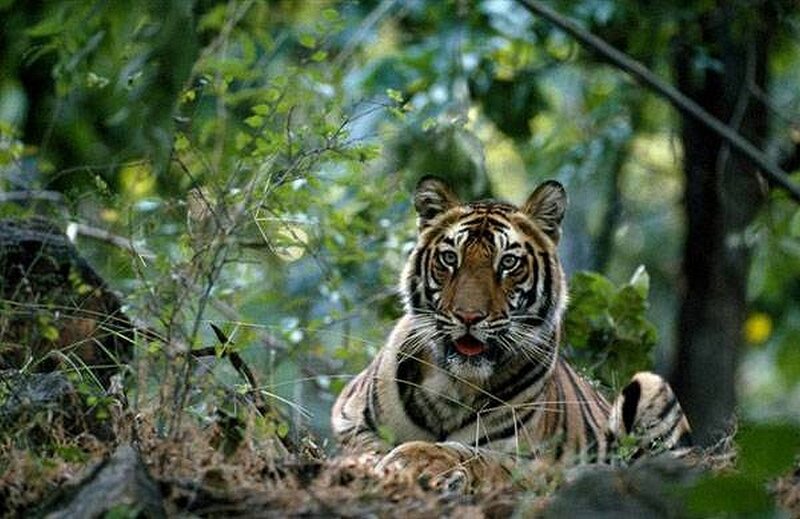 Tiger in Forest — Green, Alert, Afternoon, Photograph
