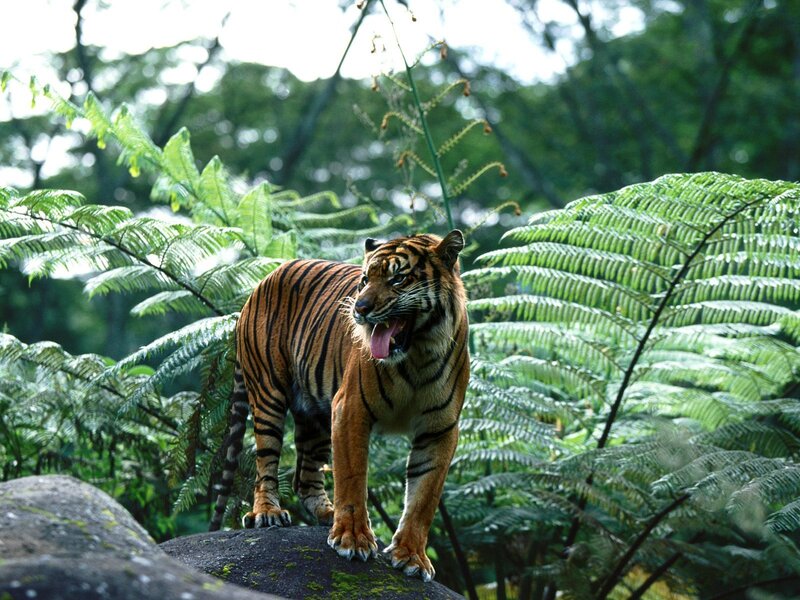 Tiger in Forest — Green, Natural, Afternoon, Photograph