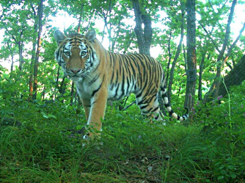 Tiger in Forest — Green, Natural