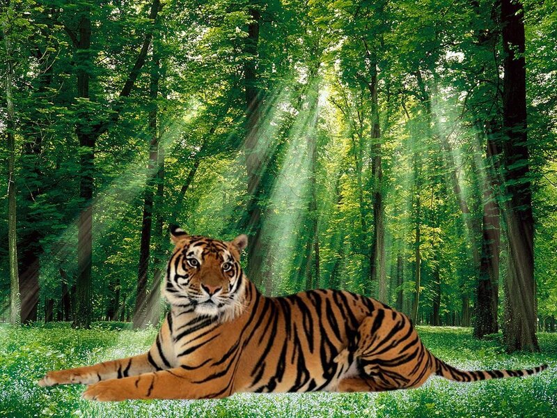 Tiger in Forest — Green, Serene