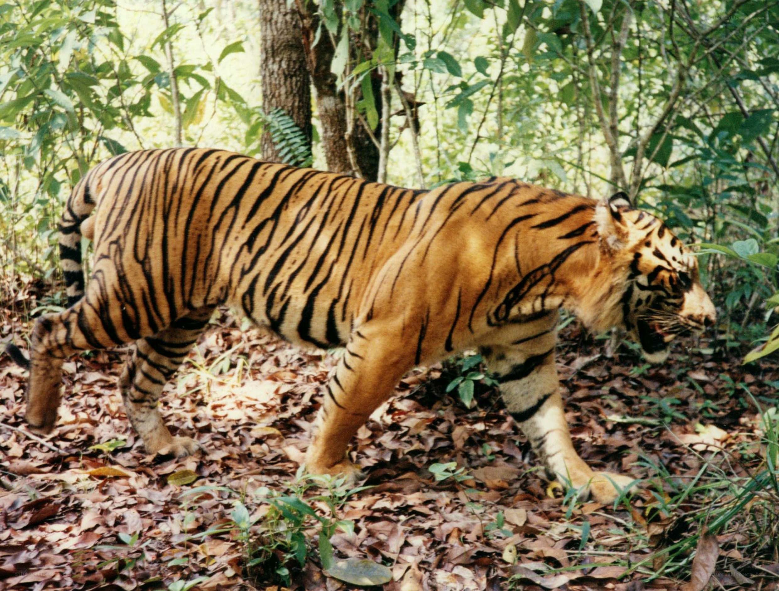 tiger in forest habitat