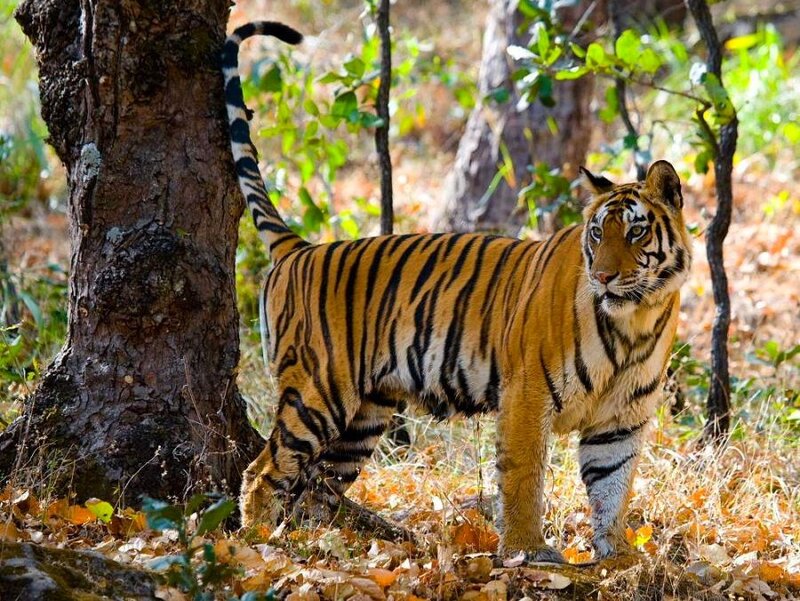 Tiger in forest habitat