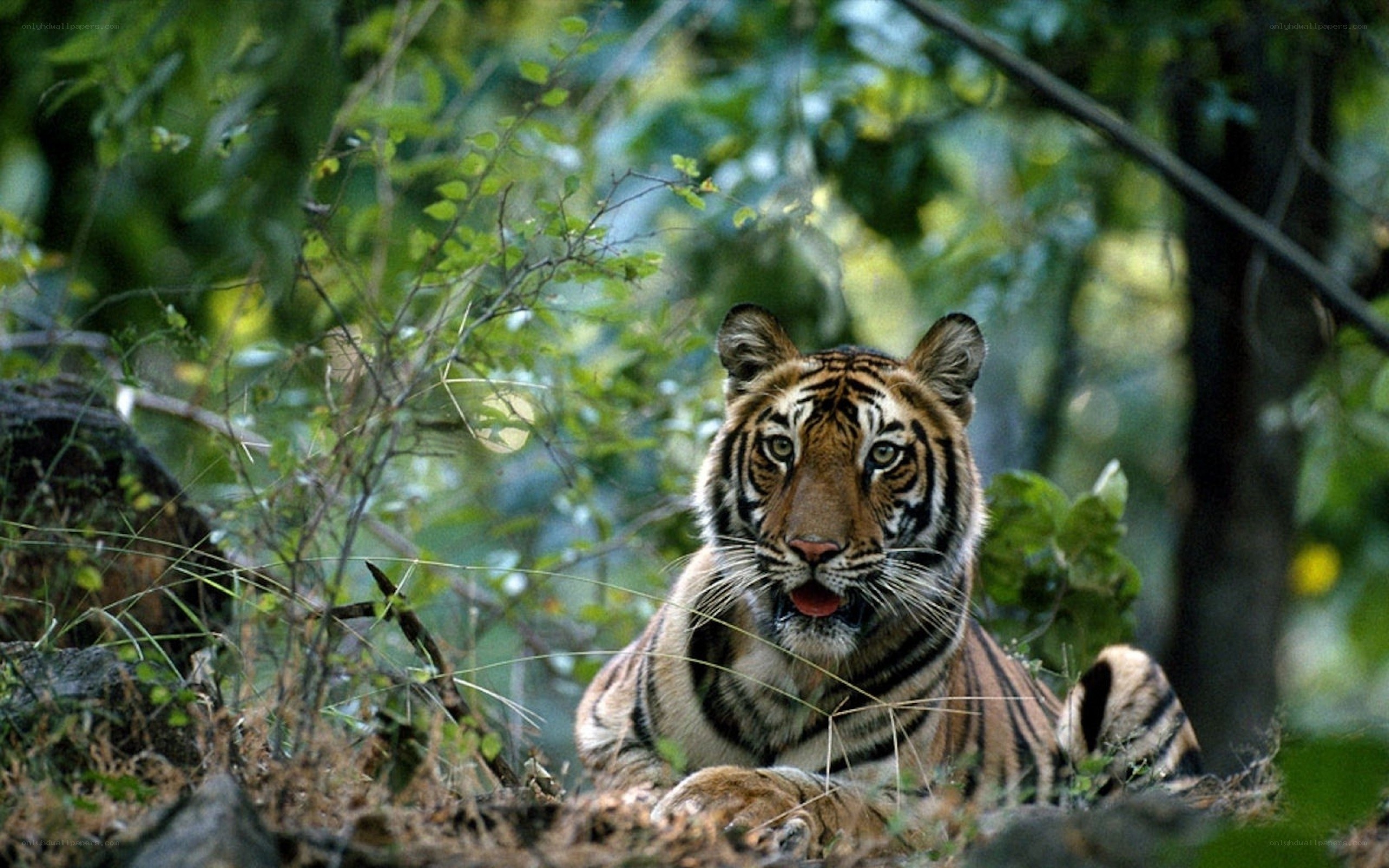 Tiger in forest habitat