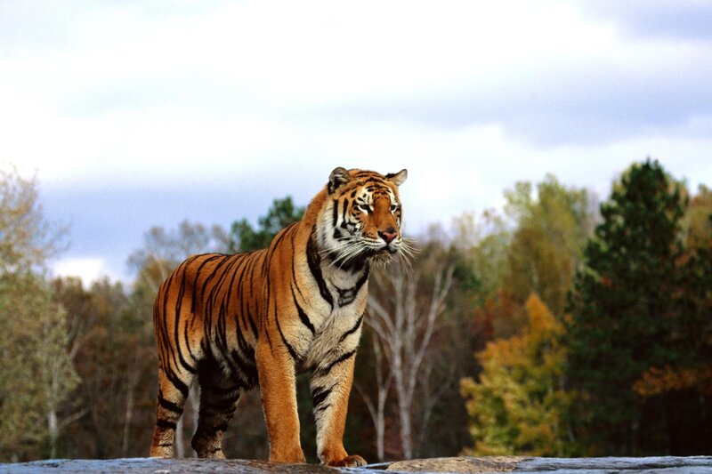 tiger in forest landscape