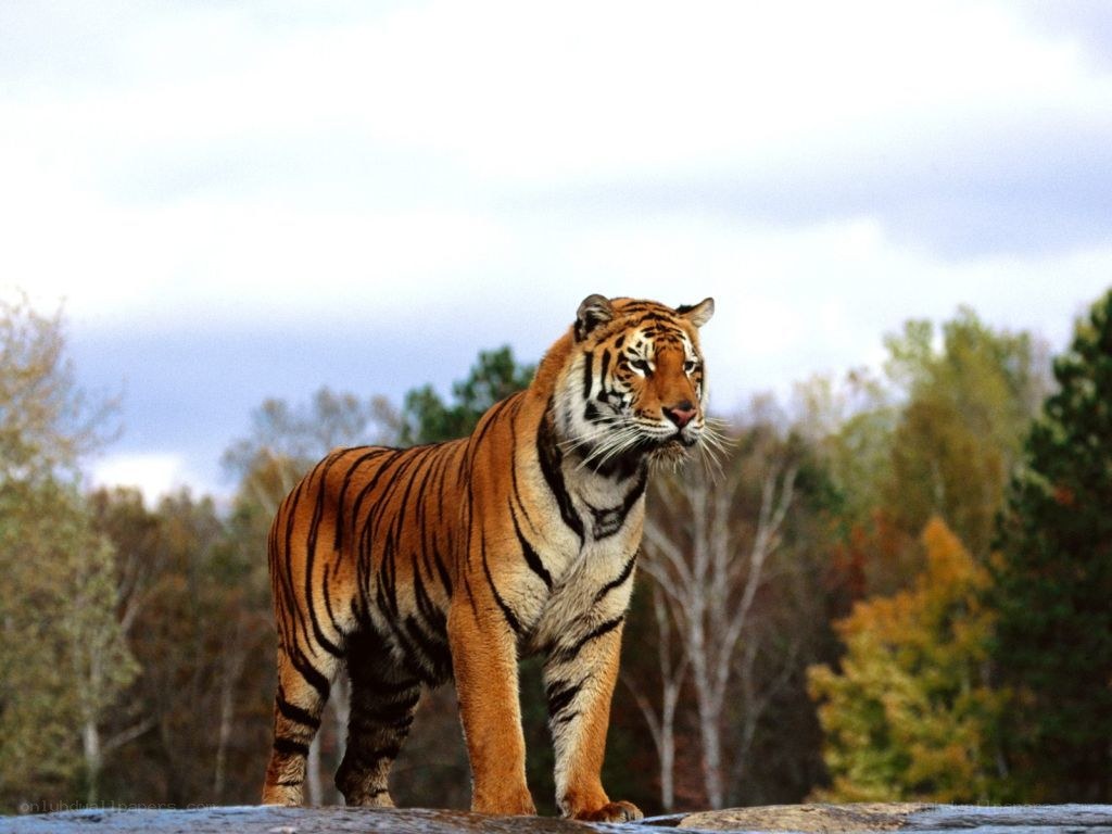 Tiger in forest landscape