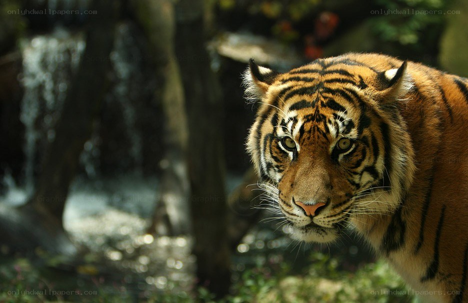 tiger in forest near waterfall