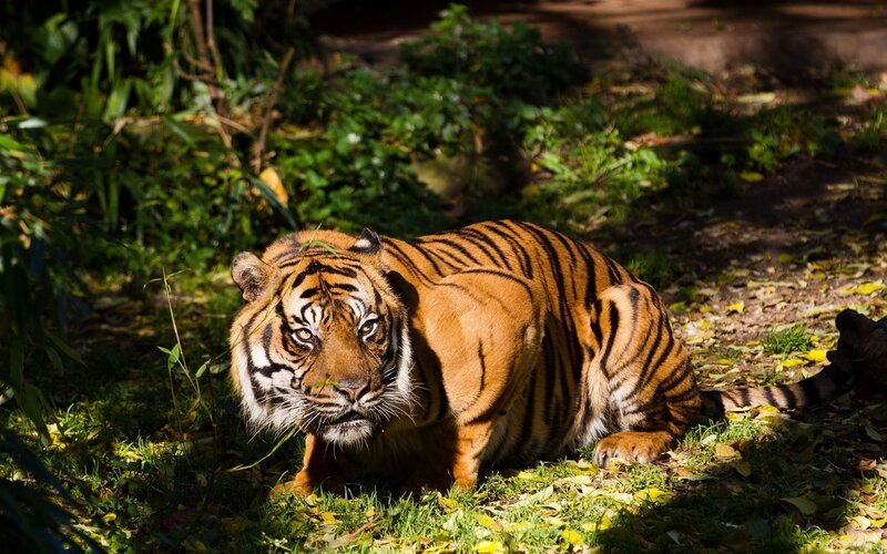 Tiger in Forest — Orange, Alert, Afternoon, Photograph, Grass