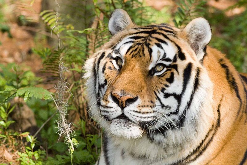 Tiger in Forest — Orange, Alert, Afternoon, Photograph