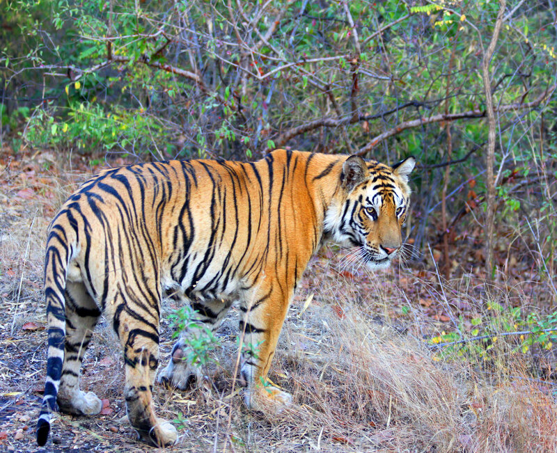 Tiger in Forest — Orange, Alert, Afternoon, Photograph, Trees