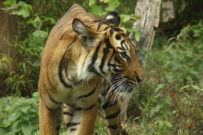 Tiger in Forest — Orange, Alert, Afternoon