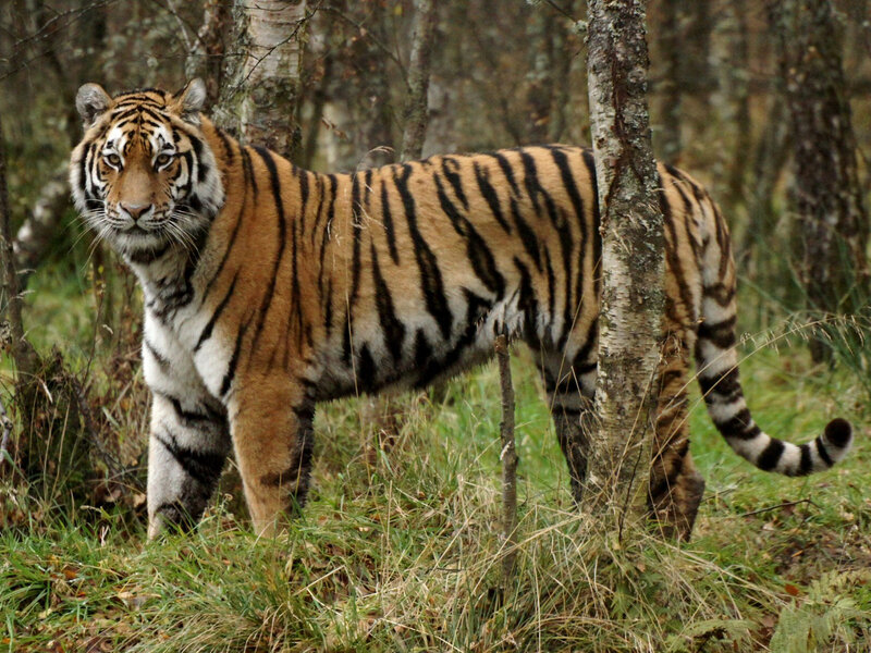 Tiger in Forest — Orange, Alert, Autumn