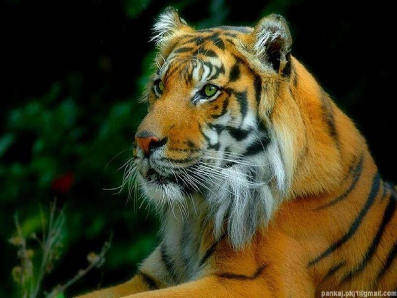 Tiger in Forest — Orange, Alert, Photograph, Greenery