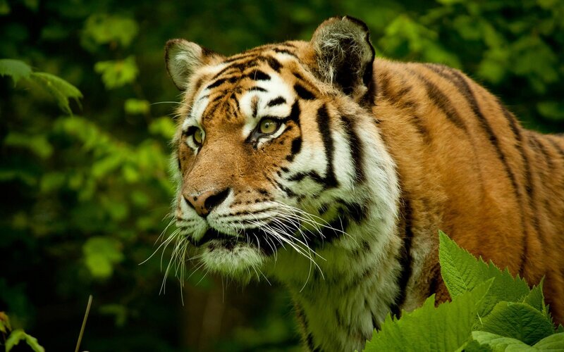 Tiger in Forest — Orange, Alert, Photograph, Leaves