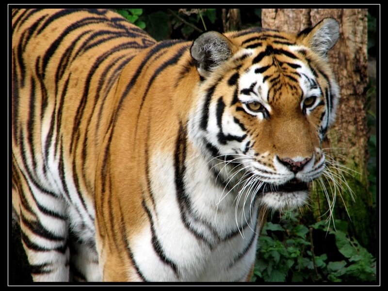 Tiger in Forest — Orange, Alert, Photograph