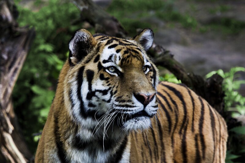 Tiger in Forest — Orange, Alert, Photograph, Trees, Black, Green