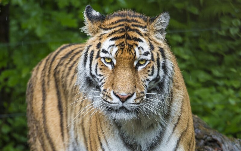 Tiger in Forest — Orange, Alert, Photograph, Trees, Log