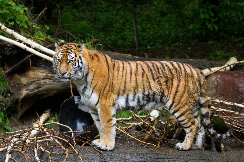 Tiger in Forest — Orange, Alert, Photograph, Trees