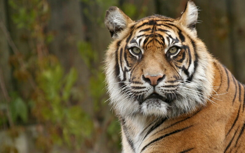 Tiger in Forest — Orange, Alert