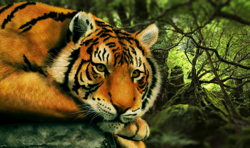 Tiger in Forest — Orange, Calm, Afternoon, Digital Art
