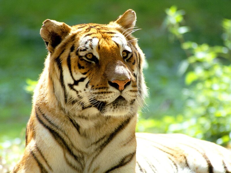 Tiger in Forest — Orange, Calm, Afternoon, Photograph, Green Foliage