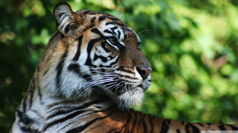 Tiger in Forest — Orange, Calm, Afternoon, Photograph, Greenery