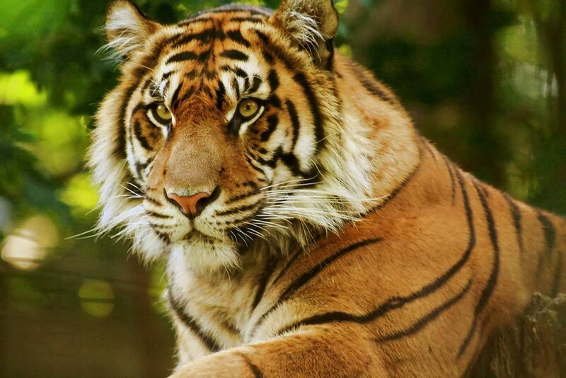 Tiger in Forest — Orange, Calm, Afternoon, Photograph, Trees