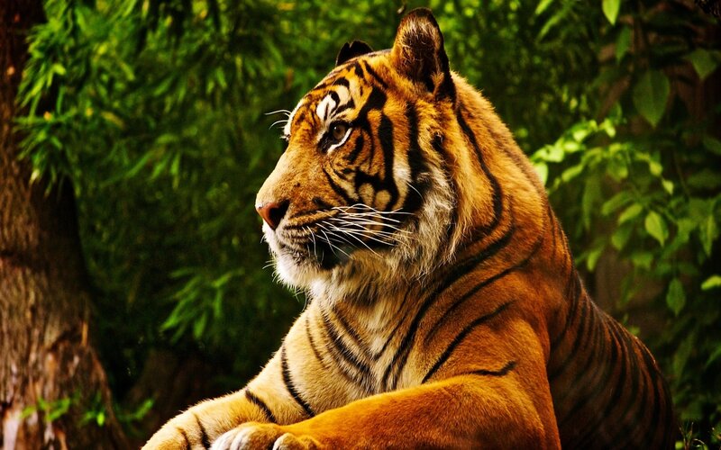 Tiger in Forest — Orange, Calm, Afternoon