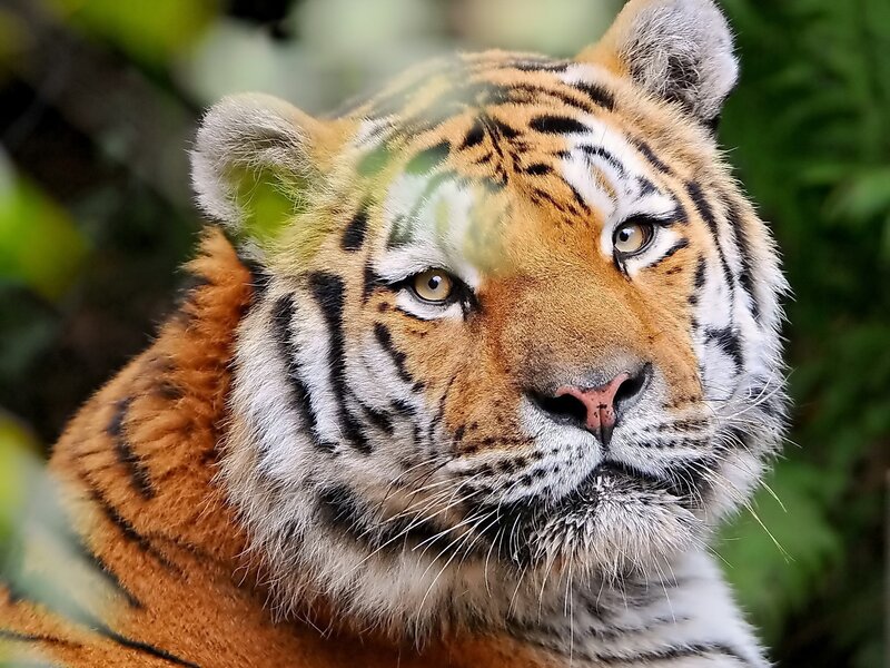 Tiger in Forest — Orange, Calm, Photograph, Greenery
