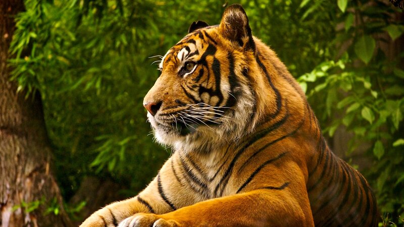 Tiger in Forest — Orange, Calm, Photograph