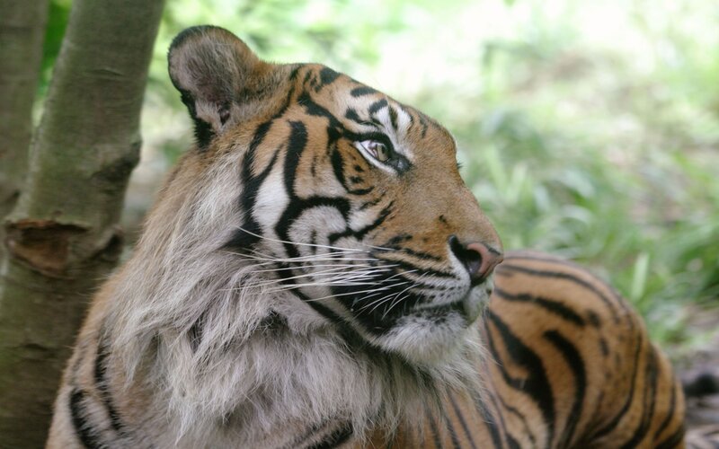 Tiger in Forest — Orange, Calm, Photograph, Tree, Black, Green