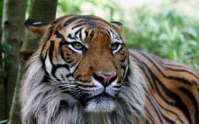Tiger in Forest — Orange, Calm, Photograph, Tree, Grass