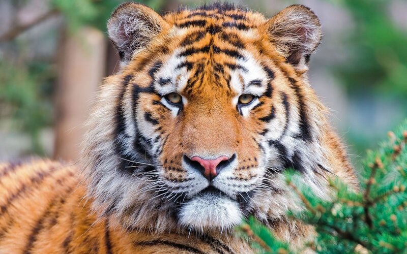 Tiger in Forest — Orange, Calm, Photograph, Trees, Branches