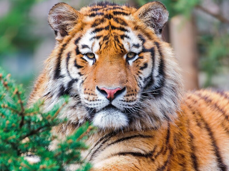 Tiger in Forest — Orange, Calm, Photograph, Trees, Greenery