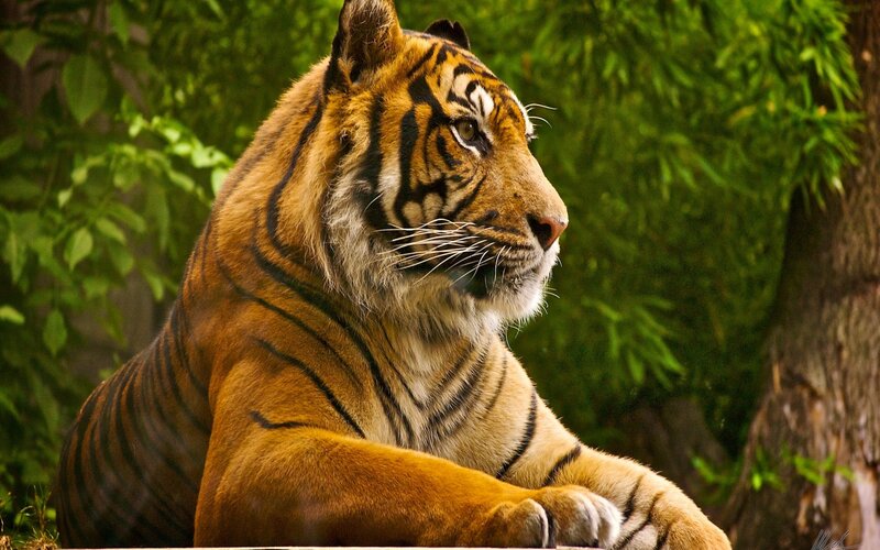 Tiger in Forest — Orange, Calm, Photograph, Trees, Leaves