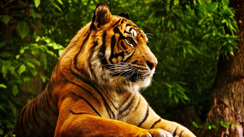 Tiger in Forest — Orange, Calm, Photograph, Trees