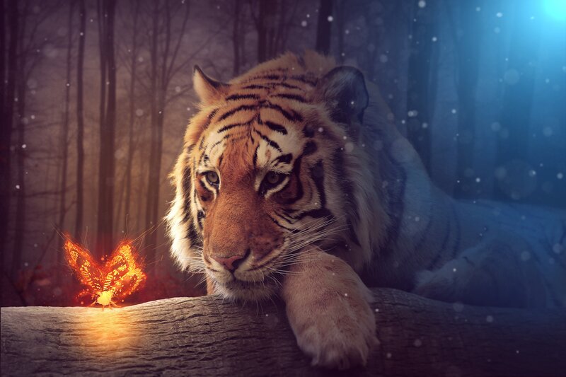 Tiger in Forest — Orange, Dramatic, Night, Digital Art