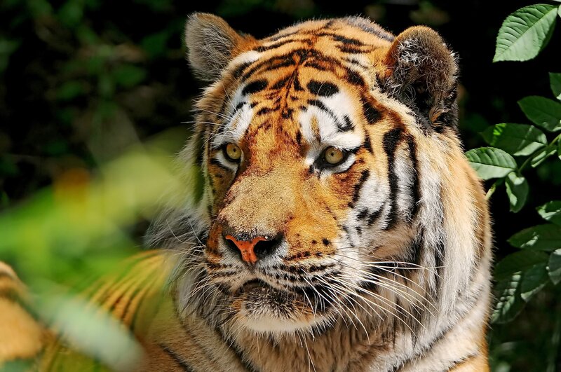 Tiger in Forest — Orange, Intense, Afternoon, Photograph