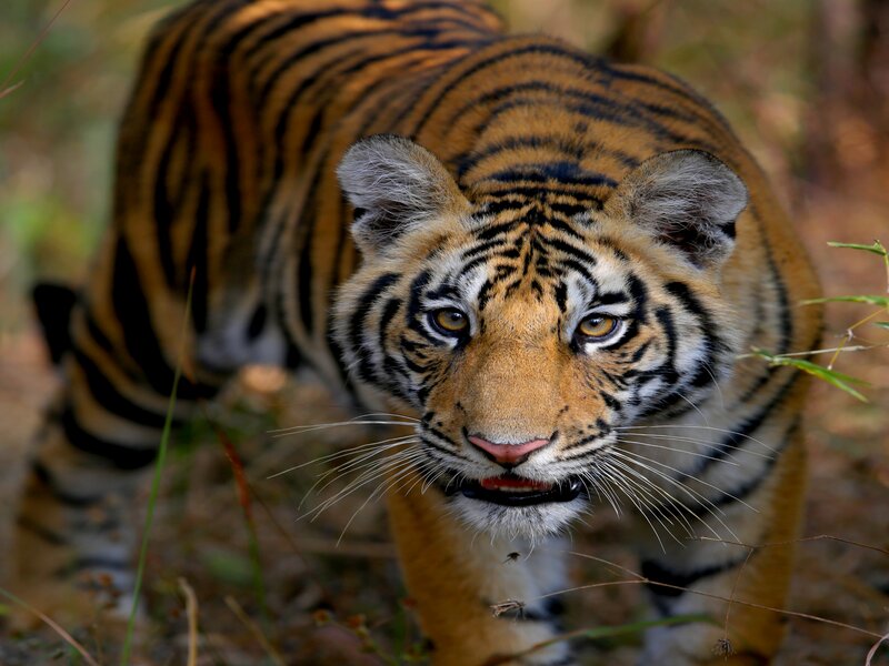 Tiger in Forest — Orange, Intense, Afternoon