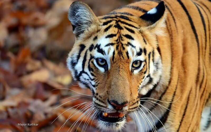 Tiger in Forest — Orange, Intense, Autumn