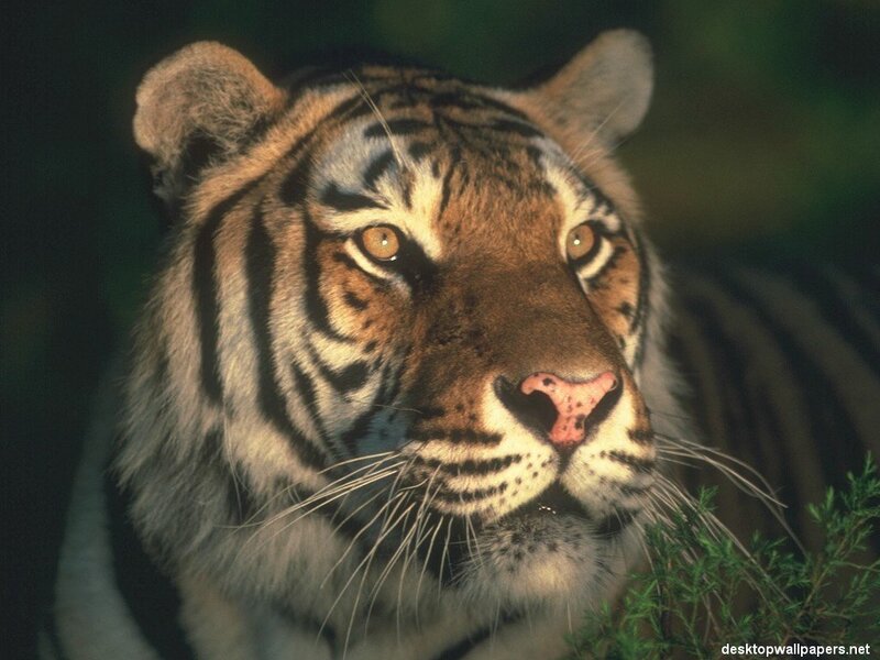Tiger in Forest — Orange, Intense, Night