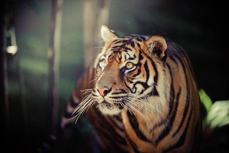 Tiger in Forest — Orange, Intense, Photograph, Bamboo