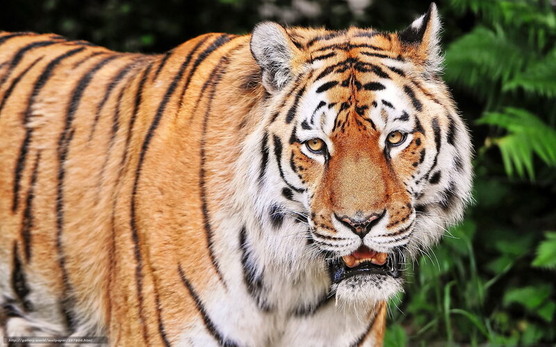 Tiger in Forest — Orange, Intense, Photograph, Greenery, Stripes