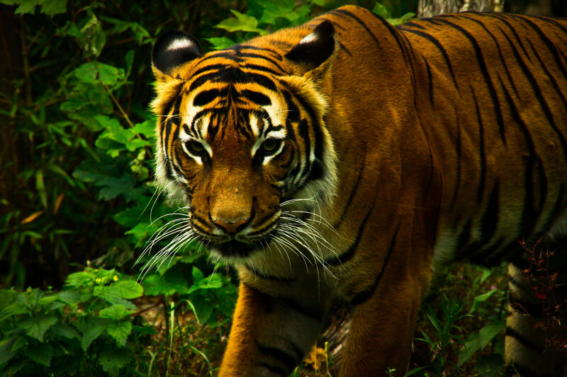 Tiger in Forest — Orange, Intense, Photograph, Greenery
