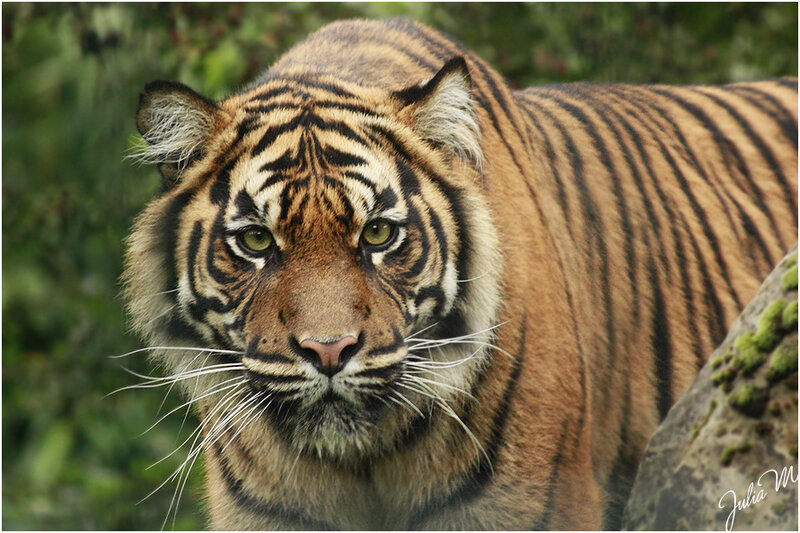 Tiger in Forest — Orange, Intense, Photograph, Rock