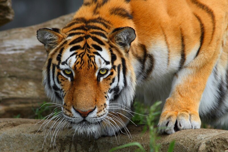 Tiger in Forest — Orange, Intense, Photograph, Rocks