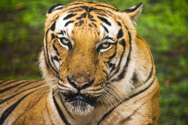 Tiger in Forest — Orange, Intense, Photograph, Stripes